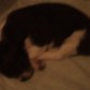Y éste es él durmiendo.